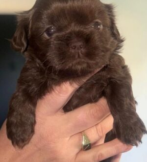 Imperiale Schoko Shih Tzu Welpen – Winzig, Selten und Wunderschön