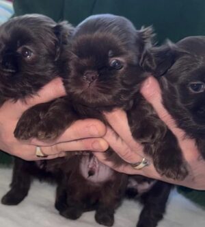 Imperiale Schoko Shih Tzu Welpen – Winzig, Selten und Wunderschön