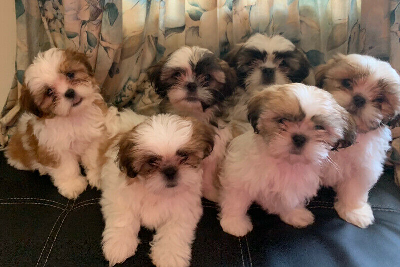 Standard Shih Tzu Welpen kaufen – Familienaufzucht & Papiere