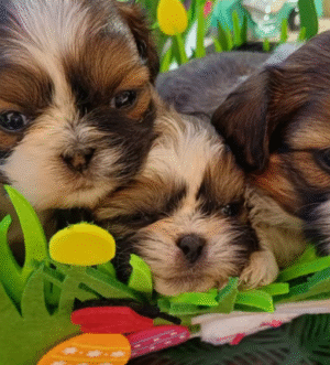 Klassische Teddy-Teacup Shih Tzus – Kompakt und Flauschig