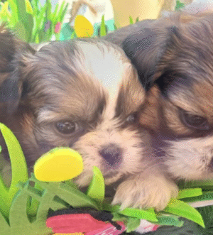 Klassische Teddy-Teacup Shih Tzus – Kompakt und Flauschig