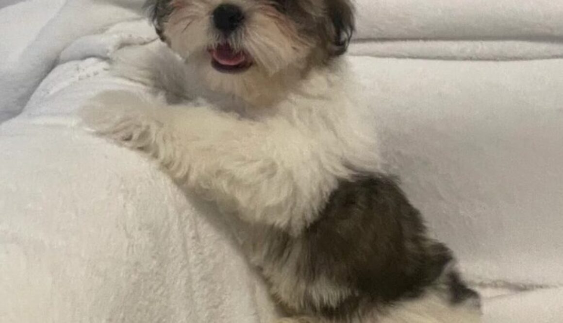 26. 2 Standard - Shh Tzus