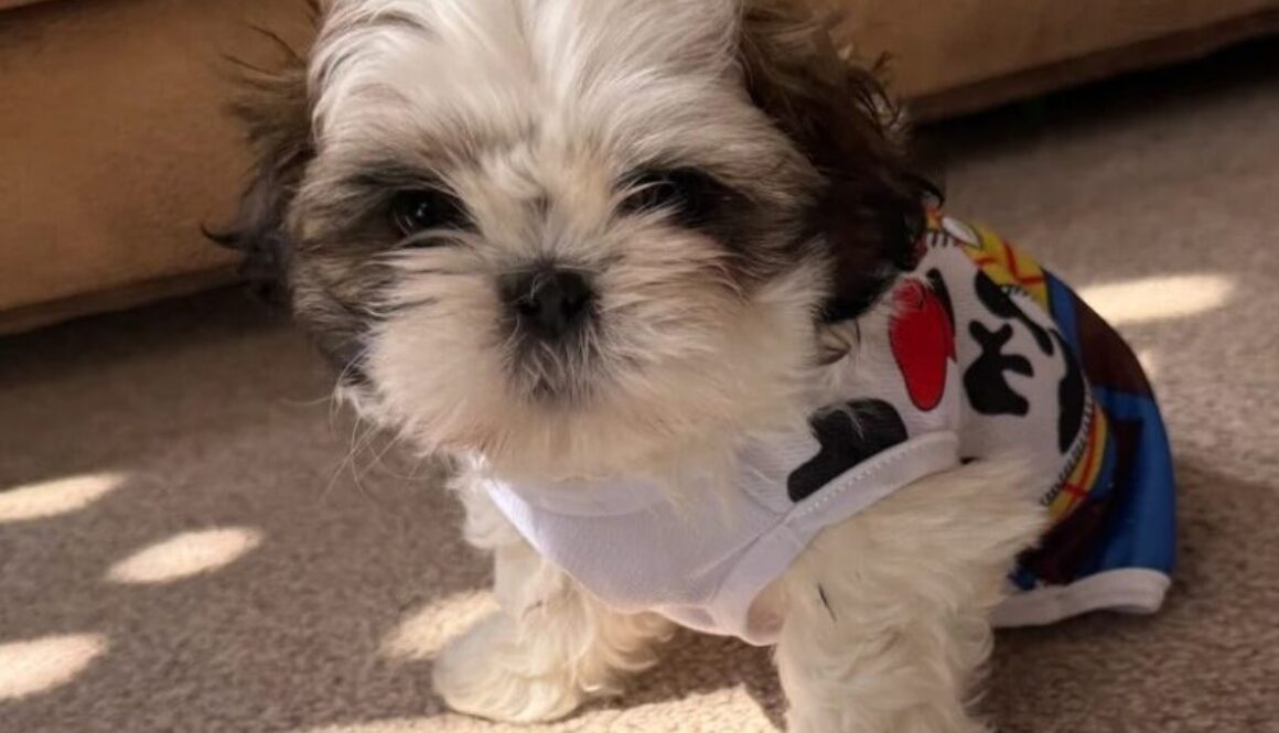 27. Teacup Shih Tzu mALE
