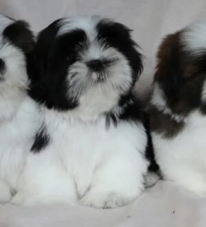  Standard Shih Tzu Welpen – Reinrassig & Abgabebereit