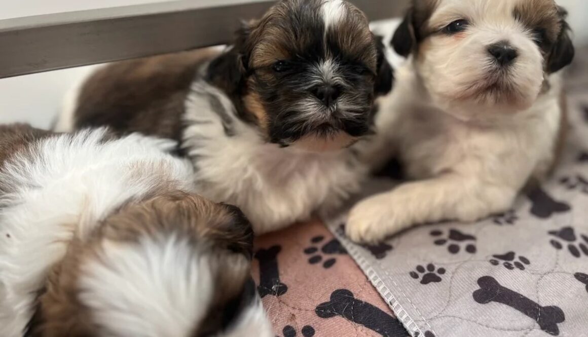 30.3 Imperial Shih Tzus