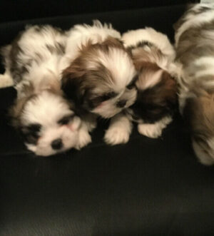 Imperial Shih Tzu Welpen – Kleine Schönheiten in Weiß-Tricolor, Mehrere Rüden & Hündinnen
