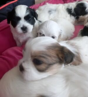 Imperial Shih Tzu Welpen – Große Auswahl, Winzig, Weiß-Tricolor & Abgabebereit