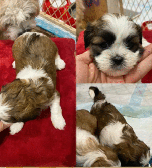 Imperial Shih Tzu Welpen – Kleine Schönheiten in Weiß-Tricolor, Mehrere Rüden & Hündinnen