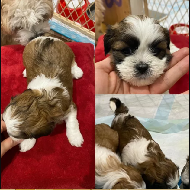 shih tzos2 Shih Tzu ..