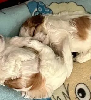 Imperial Shih Tzu Welpen – Creme-Gold, Winzig & Herzergreifend