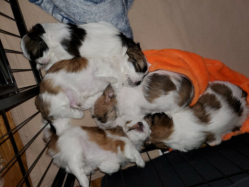 shih-tzusz Shih Tzuzzz