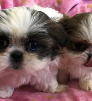 Imperial Shih Tzu Welpen – Zwei Rüden, Winzig, Tricolor & Herzergreifend