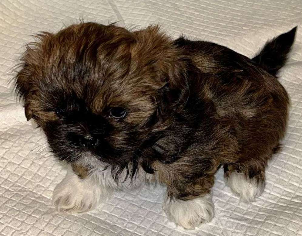 Brindle Mädchen abzugeben in Passau