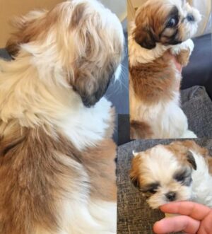 Imperiale Shih Tzu Welpen – Winzig, Flauschig und Seltene Zeichnungen