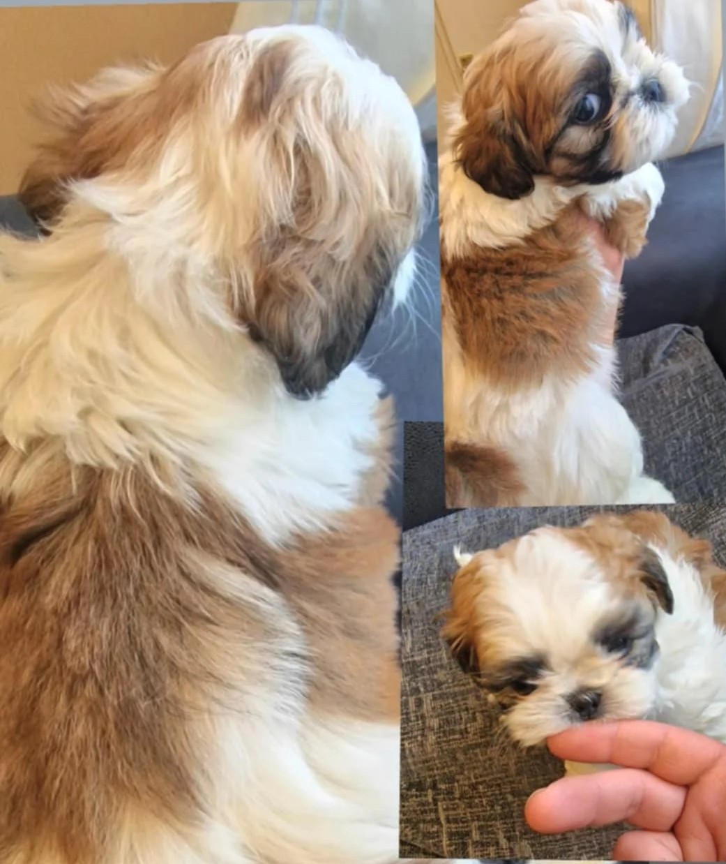 Imperiale Shih Tzu Welpen – Winzig, Flauschig und Seltene Zeichnungen - Image 2