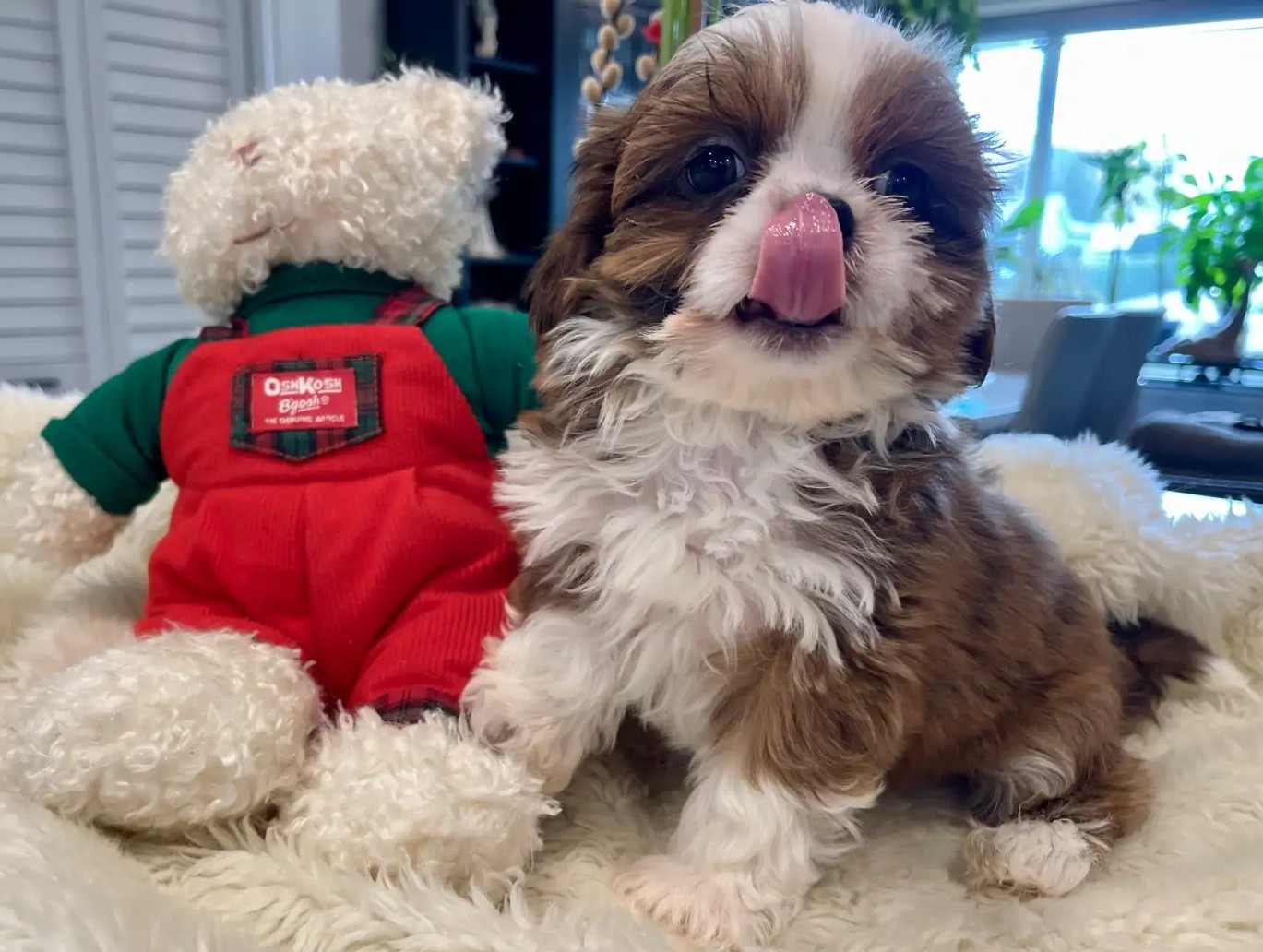  Reinrassigen Teacup Shih Tzu online kaufen München Winzigen Shih Tzu Welpen bestellen Österreich Teacup Shih Tzu Rüde kaufen mit Lieferung EU Shih Tzu Welpe Bruno jetzt reservieren Luxemburg