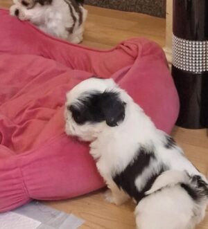 Imperiale Shih Tzu Welpen – Winzig, Flauschig und Seltene Zeichnungen