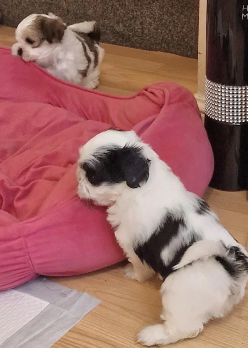 Imperiale Shih Tzu Welpen – Winzig, Flauschig und Seltene Zeichnungen