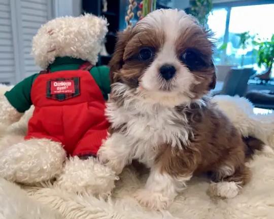 Teacup Shih Tzu Rüde „Bruno“ – Winzig, Reinrassig & Bereit für Reservierungen - Image 2