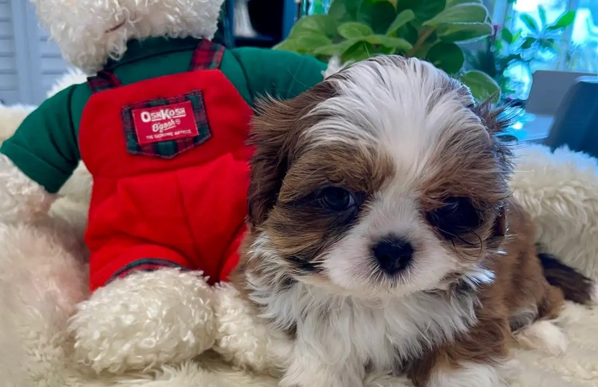 Teacup Shih Tzu Rüde „Bruno“ – Winzig, Reinrassig & Bereit für Reservierungen - Image 3