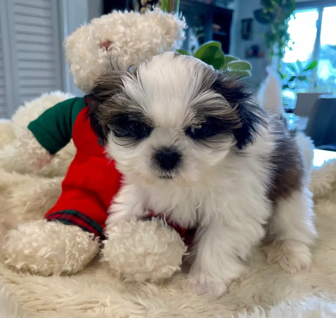 Teacup Shih Tzu Hündin Vina– Winzig, Tricolor & Reinrassig
