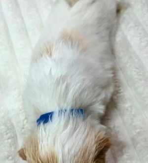  Kleine Shih Tzu in Deutschland reservieren