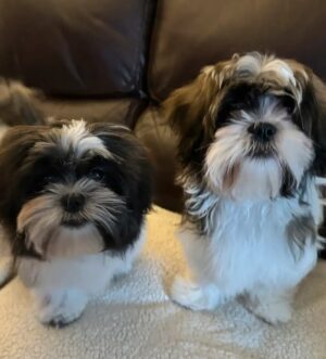 Imperial Shih Tzu Welpen – Schwarz-Weiß, Edel & Handaufgezogen
