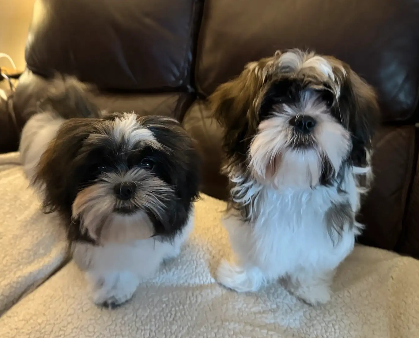 Imperial Shih Tzu Welpen – Schwarz-Weiß, Edel & Handaufgezogen - Image 2