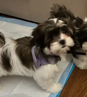 Imperial Shih Tzu Welpen – Schwarz-Weiß, Edel & Handaufgezogen