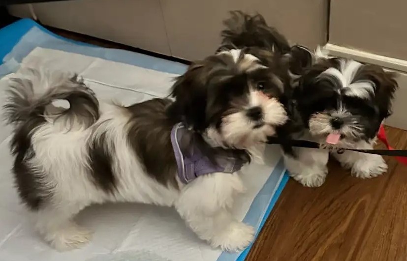 Imperial Shih Tzu Welpen – Schwarz-Weiß, Edel & Handaufgezogen