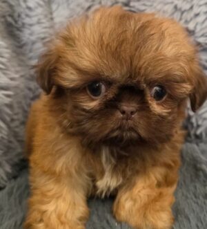Jilo – 7 Wochen alter Teacup Shih Tzu Rüde