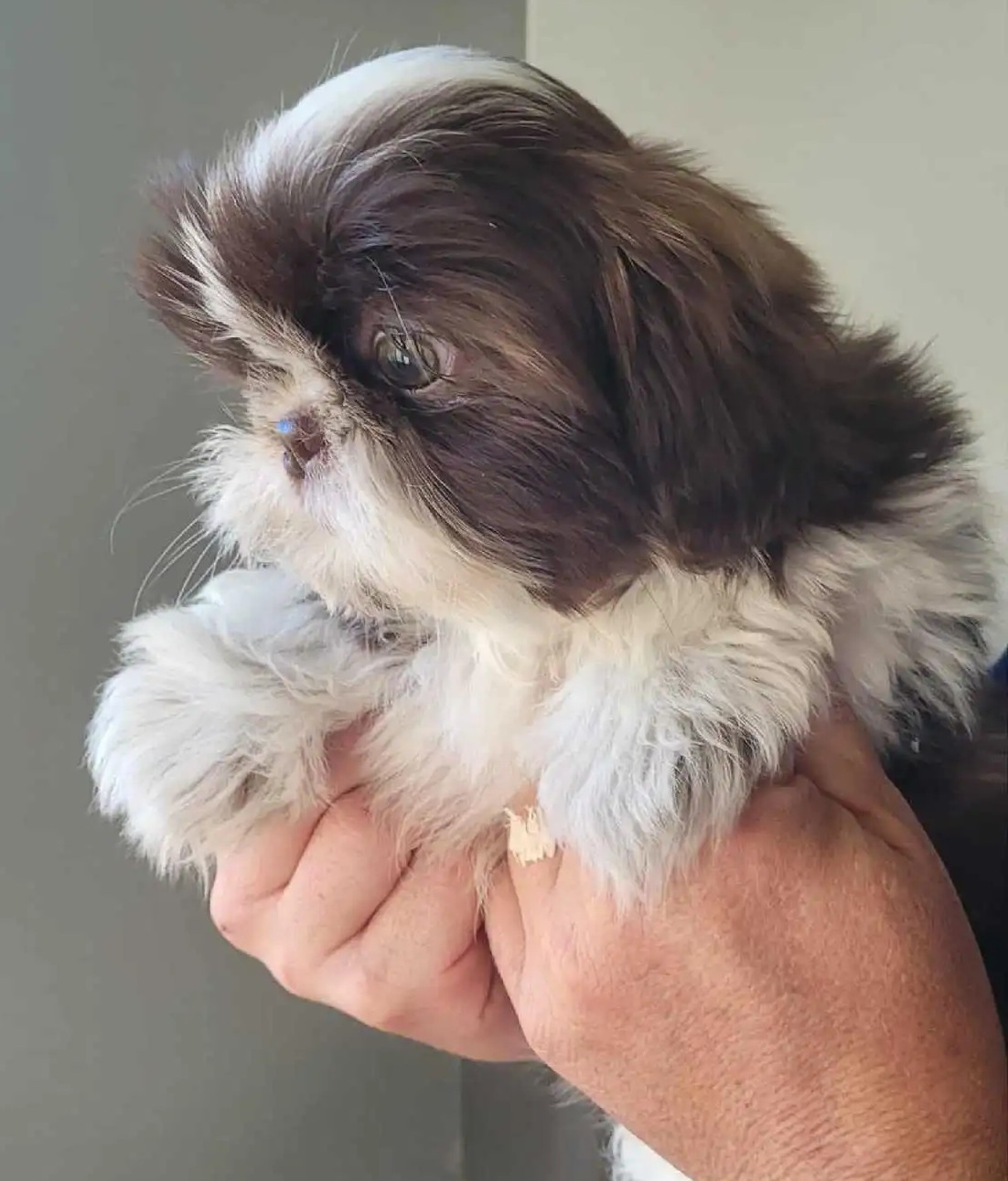 Shih Tzu Welpe kaufen Luxemburg