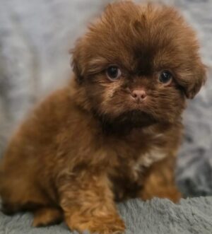 Jilo – 7 Wochen alter Teacup Shih Tzu Rüde