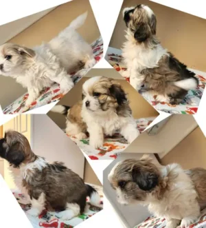 Imperial Shih Tzu Welpen – Reinrassig, Winzig & Bereit für ihr Für-Immer-Zuhause