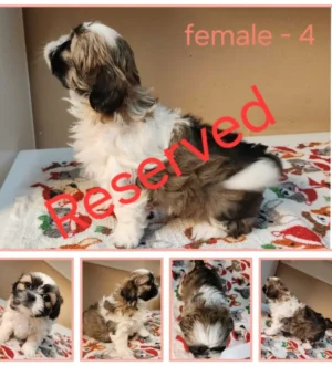 Imperial Shih Tzu Welpen – Reinrassig, Winzig & Bereit für ihr Für-Immer-Zuhause