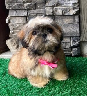 Shih Tzu Hündin reservieren Frankfurt