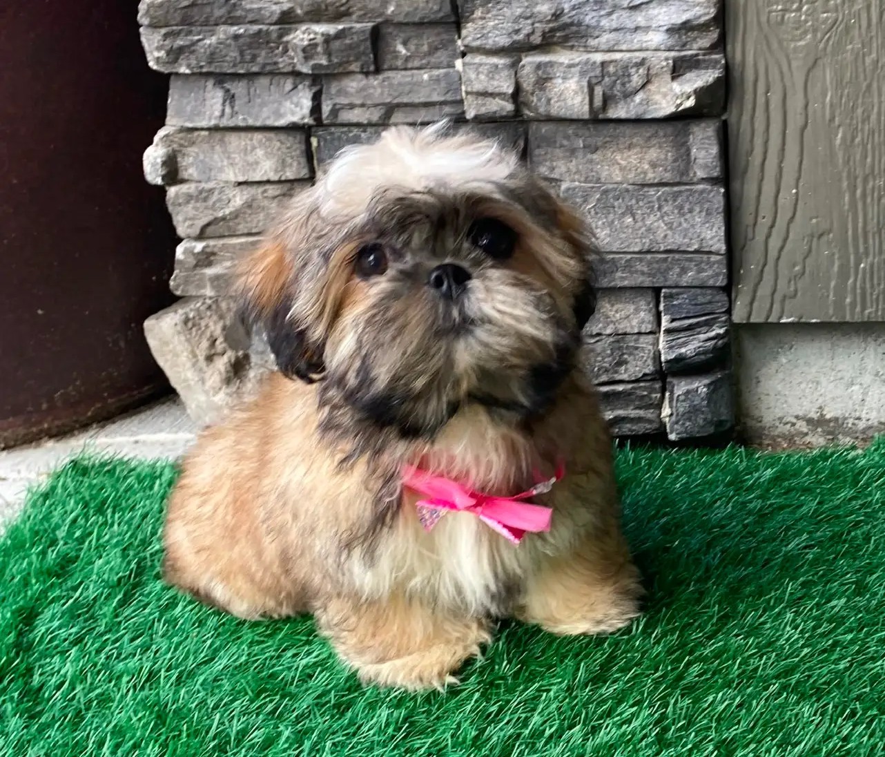 Else – Kleine Shih-Tzu-Hündin - Image 2