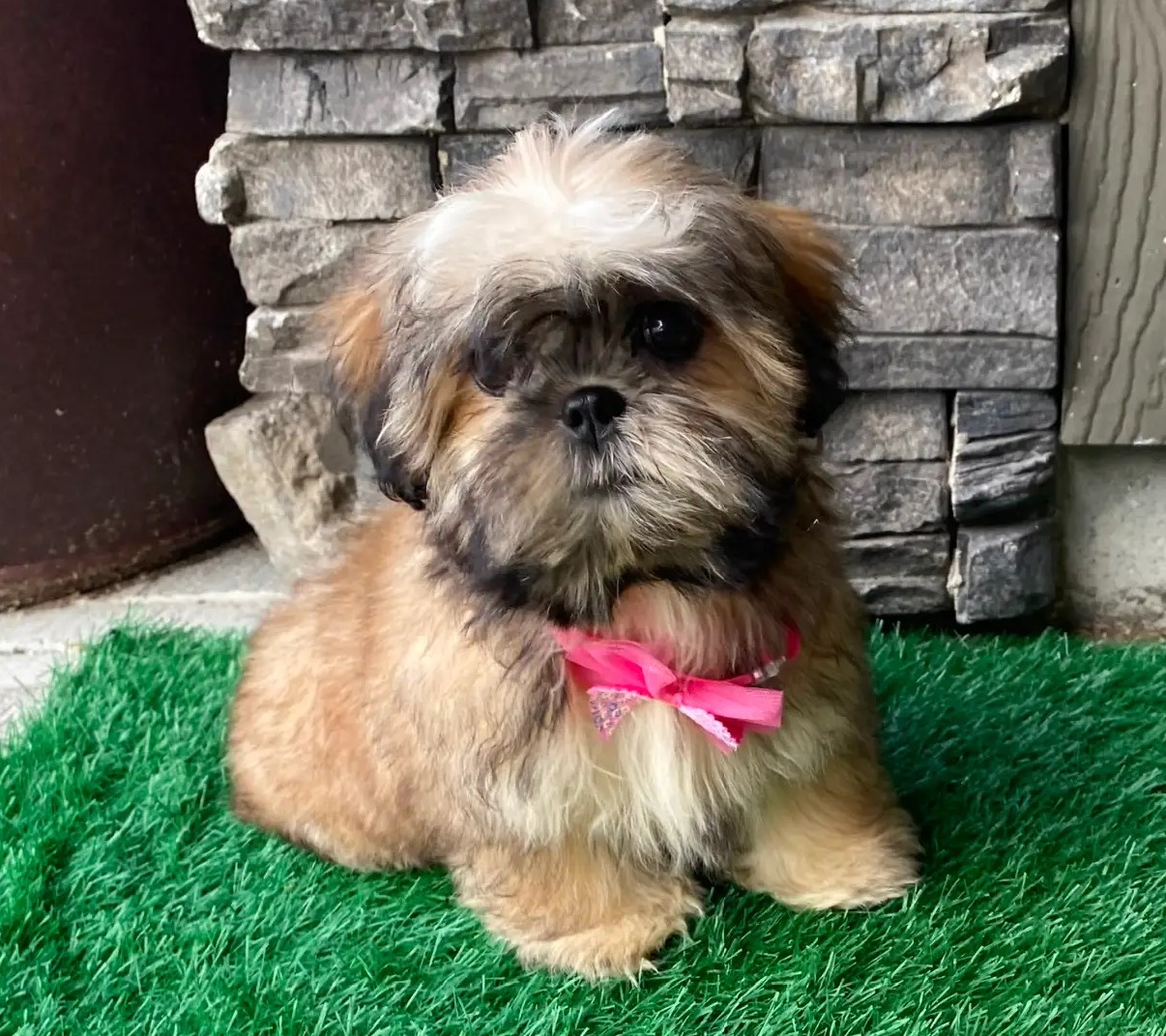 Else – Kleine Shih-Tzu-Hündin - Image 3