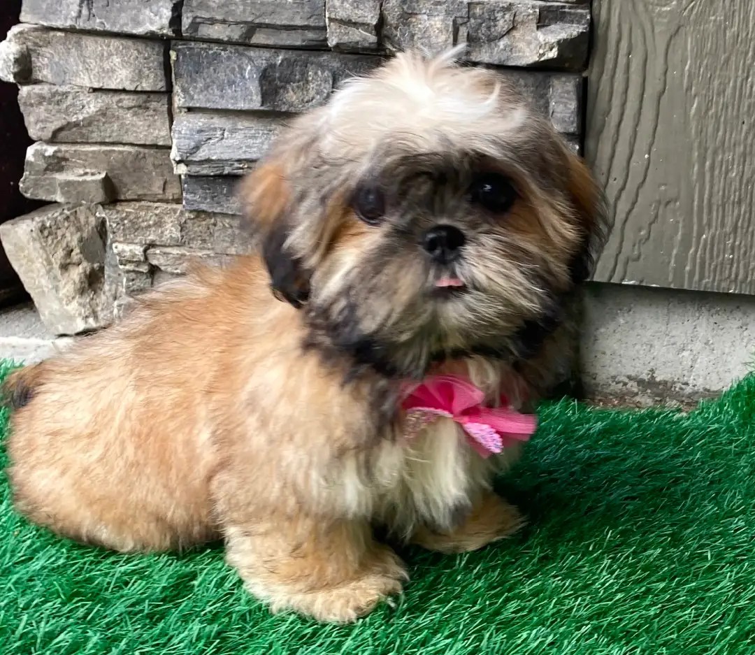 Else – Kleine Shih-Tzu-Hündin - Image 4
