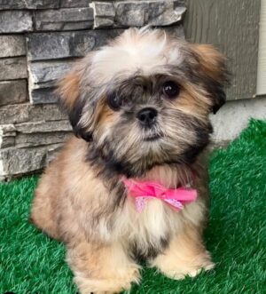 Shih Tzu Hündin reservieren Frankfurt