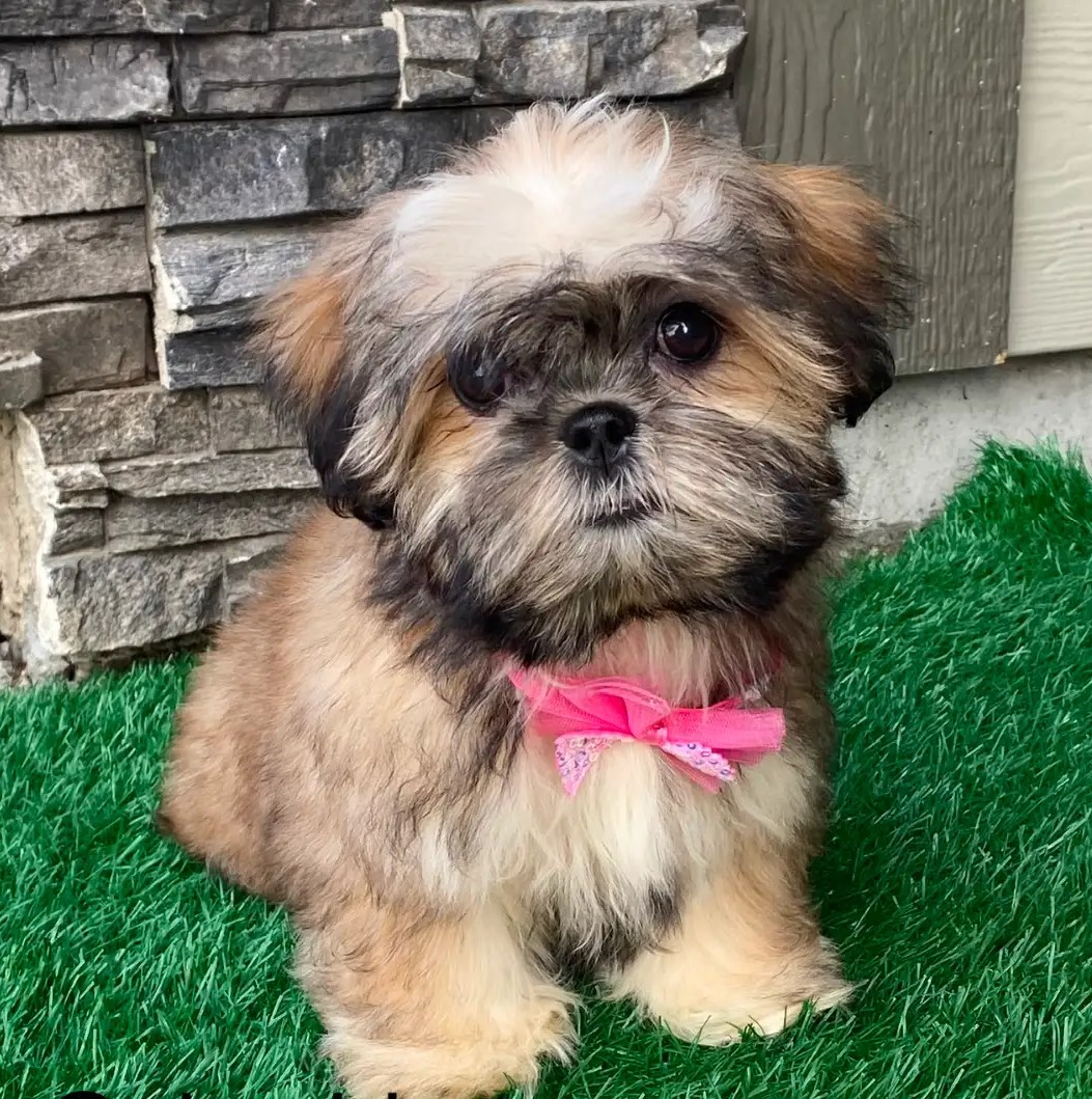 Shih Tzu Welpen aus liebevoller Aufzucht Zürich