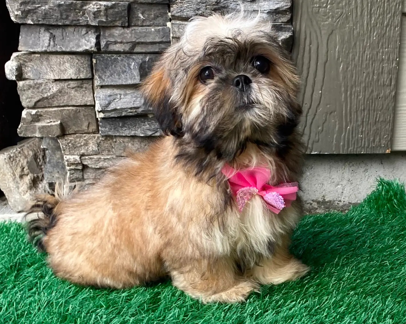 Else – Kleine Shih-Tzu-Hündin - Image 5