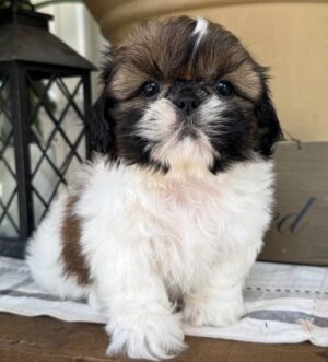 Gold-weißer Shih Tzu Monaco Shih Tzu Rüde verfügbar Prag Gesunder Shih Tzu Welpe Stuttgart