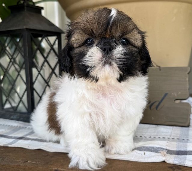 Shih Tzu Welpen aus seriöser Zucht Frankfurt