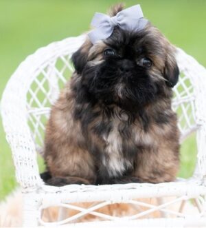 Shih Tzu Welpe kaufen München Rot schwarzer Shih Tzu Zürich Shih Tzu Rüde reservieren Wien Shih Tzu Welpe seriöser Züchter Luxemburg Shih Tzu Welpen mit Ahnentafel Genf