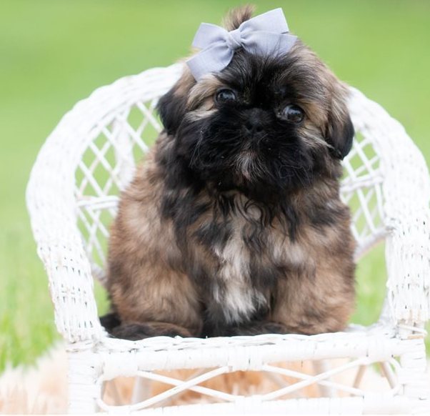 Shih Tzu Welpe gesund und gechippt Prag