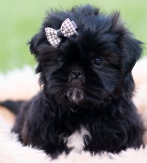 Toy Shih Tzu Hündin verfügbar Stuttgart