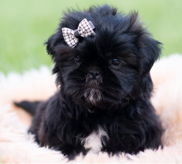 Shih Tzu Welpe aus seriöser Zucht Frankfurt