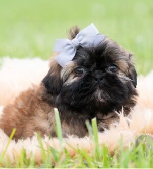 Shih Tzu Welpe kaufen München Rot schwarzer Shih Tzu Zürich Shih Tzu Rüde reservieren Wien Shih Tzu Welpe seriöser Züchter Luxemburg Shih Tzu Welpen mit Ahnentafel Genf