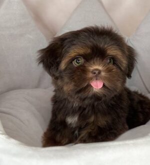 Teacup Shih Tzu Welpe kaufen München Schoko Shih Tzu Rüde Zürich Teacup Shih Tzu Welpe reservieren Wien Shih Tzu Welpen Züchter Luxemburg